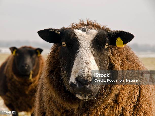 Foto de Retrato De Ovinos No Casaco De Inverno e mais fotos de stock de Amizade - Amizade, Animal, Animal de Fazenda