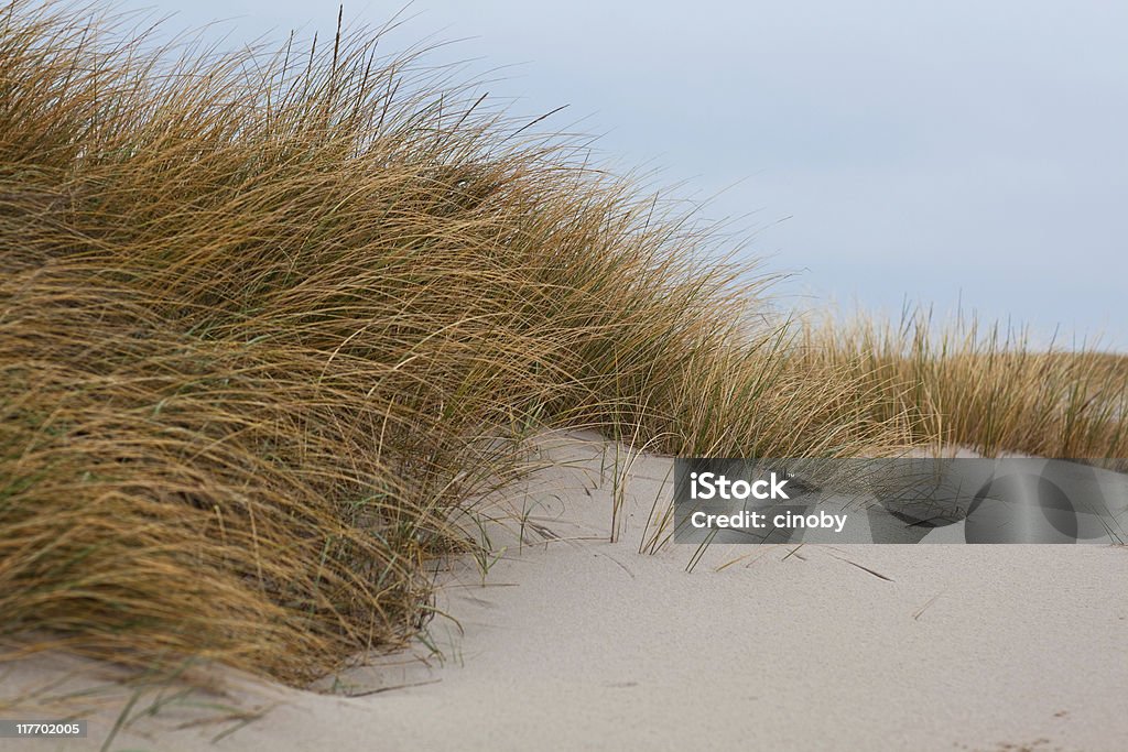 North Sea Coast / Sylt - Germany Sylt - Germany American Beachgrass Stock Photo