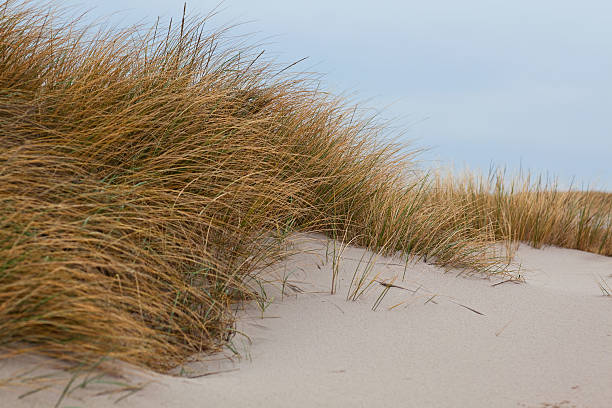 северное море побережье - north sea zen like beach protection стоковые фото и изображения