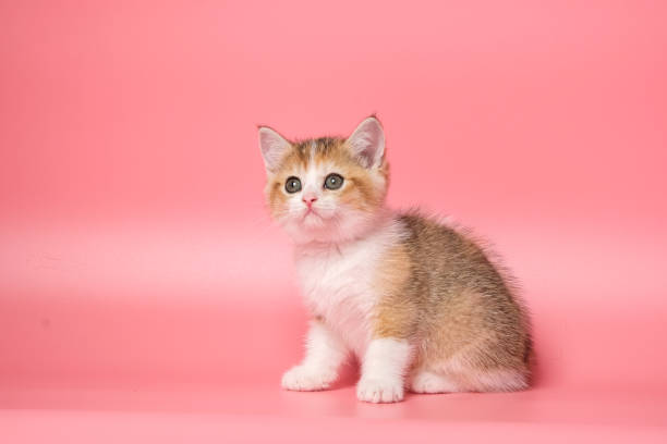 istock Many British Shorthair Cat funny 1177020090