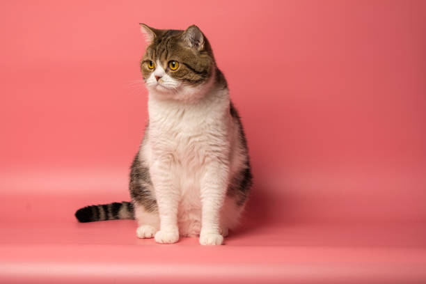 istock Many British Shorthair Cat funny 1177020727