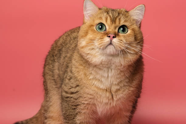 istock Many British Shorthair Cat funny 1177020906