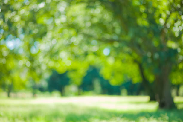 istock green park blur bokeh background 1177021146