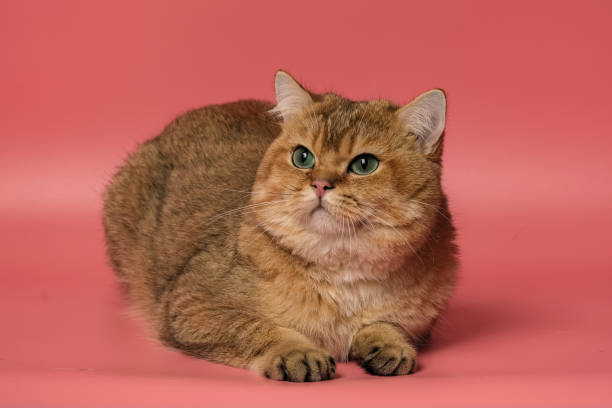 istock Many British Shorthair Cat funny 1177021171
