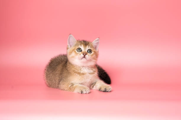 istock Many British Shorthair Cat funny 1177021253
