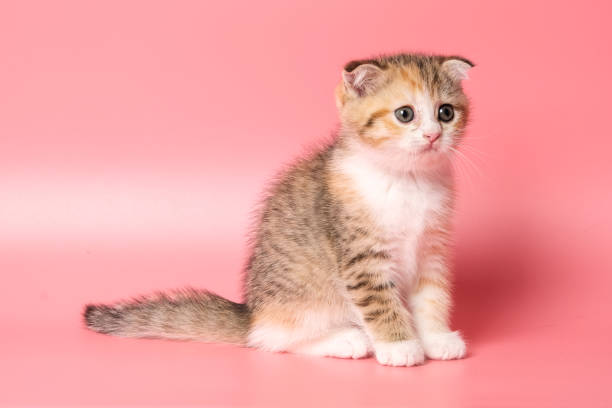 istock Many British Shorthair Cat funny 1177022021