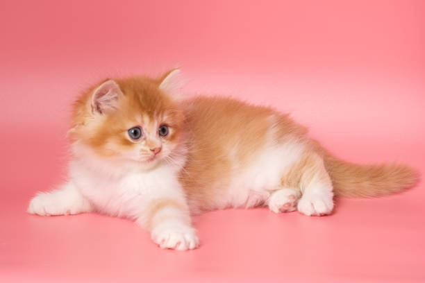 istock Many British Shorthair Cat funny 1177022058