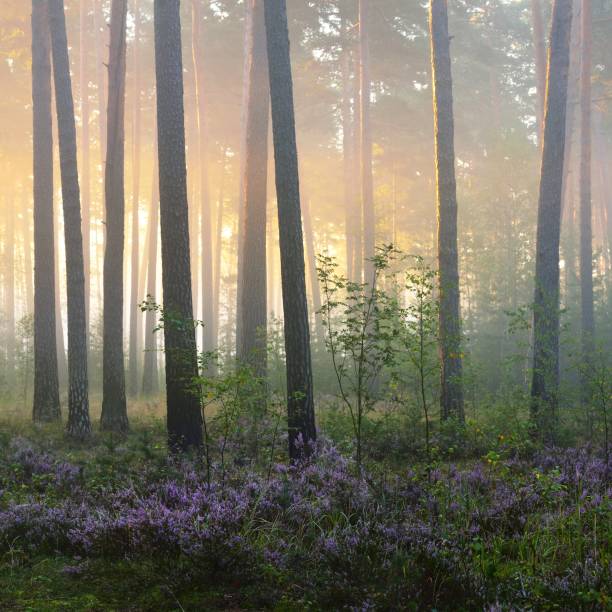 istock Foggy sunrise in the beautiful deciduous forest in Latvia. 1177022162