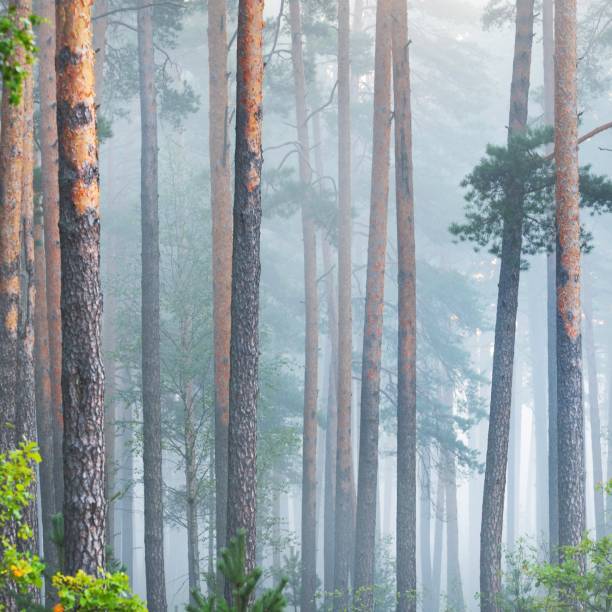 istock Foggy sunrise in the beautiful deciduous forest in Latvia. 1177022303