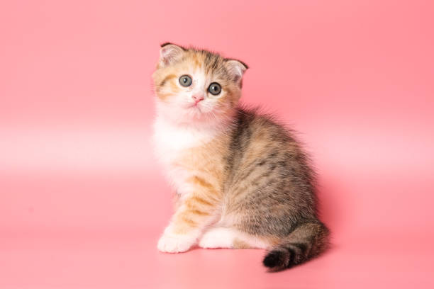 istock Many British Shorthair Cat funny 1177022763