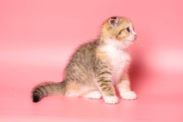 istock Many British Shorthair Cat funny 1177022868