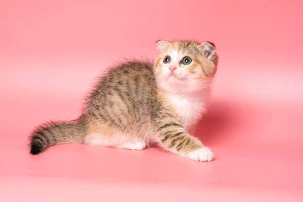 istock Many British Shorthair Cat funny 1177023499