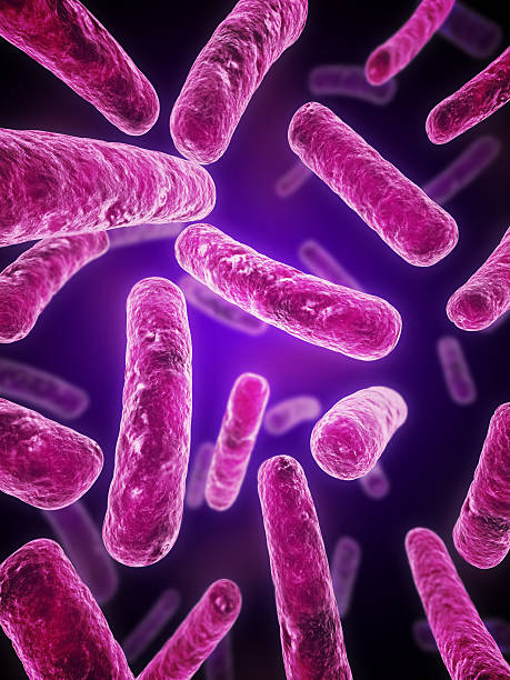 illustrazione di batteri - bacillus subtilis foto e immagini stock