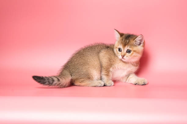 istock Many British Shorthair Cat funny 1177024093