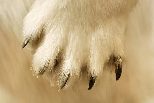 Photo of Polar bear forepaw with claws