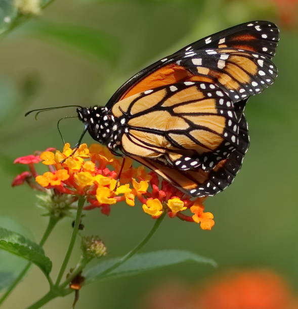 istock Monarch butterfly on lanta flowers 1177024341