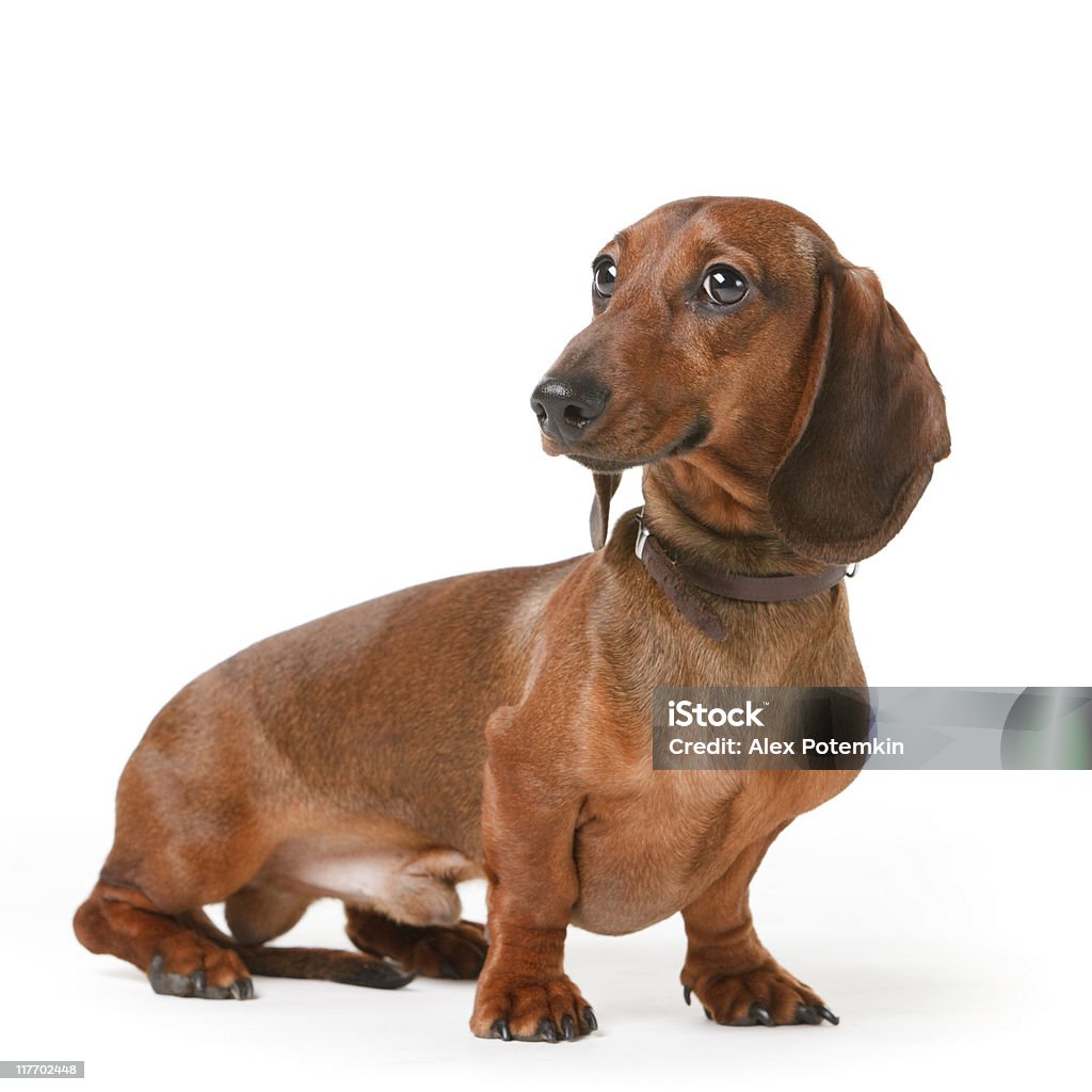 badger-cão de pêlo curto - Foto de stock de Animal royalty-free