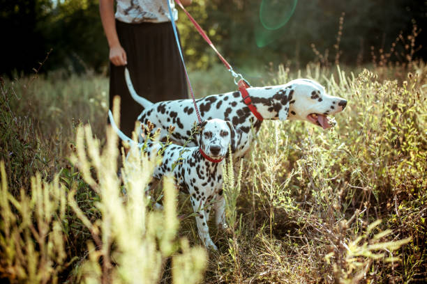 istock Dog walker with Dalmatian dogs 1177024881