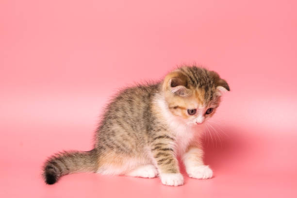 istock Many British Shorthair Cat funny 1177024939