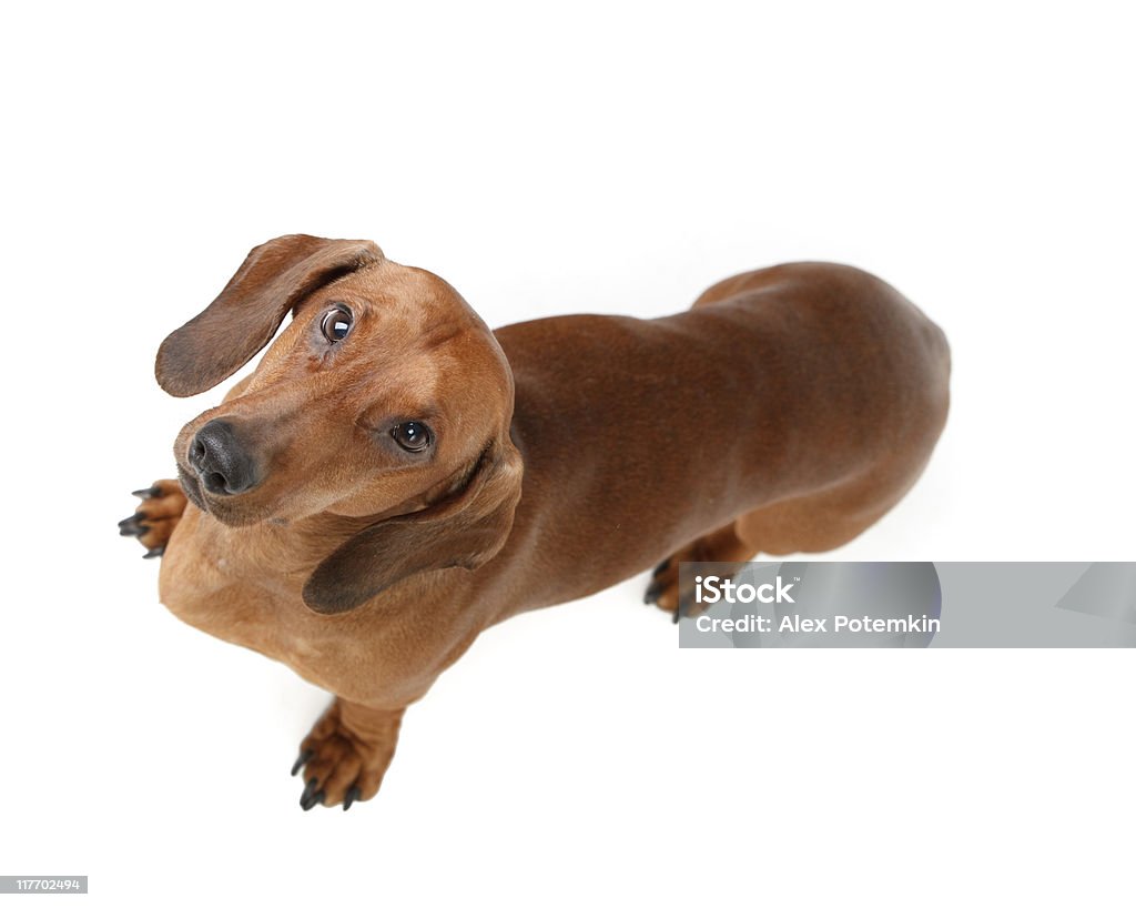 short haired badger dog dachshund male dog, short-haired, chestnut Dog Stock Photo