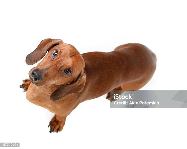 Short Haired Badger Dog Stock Photo - Download Image Now - Dog, Directly Above, White Background