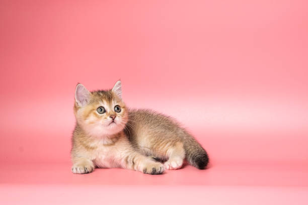 istock Many British Shorthair Cat funny 1177025080