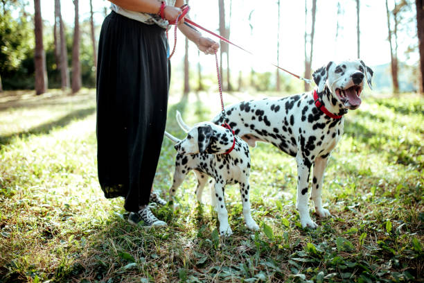 istock Dog walker with Dalmatian dogs 1177025725