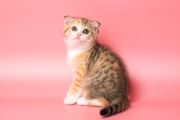 istock Many British Shorthair Cat funny 1177025820