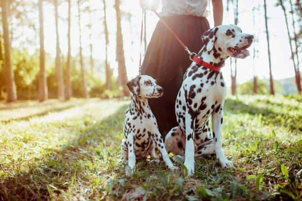 istock Dog walker with Dalmatian dogs 1177026422