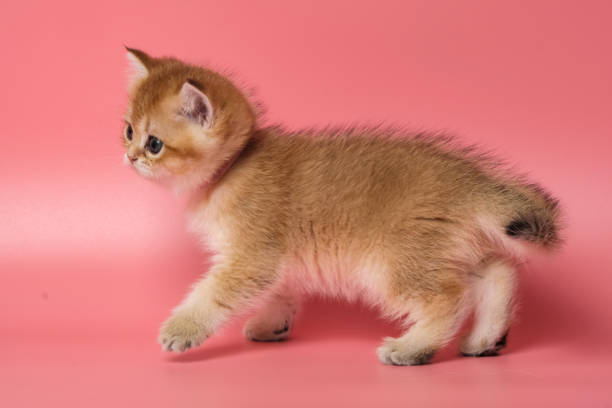 istock Many British Shorthair Cat funny 1177027065