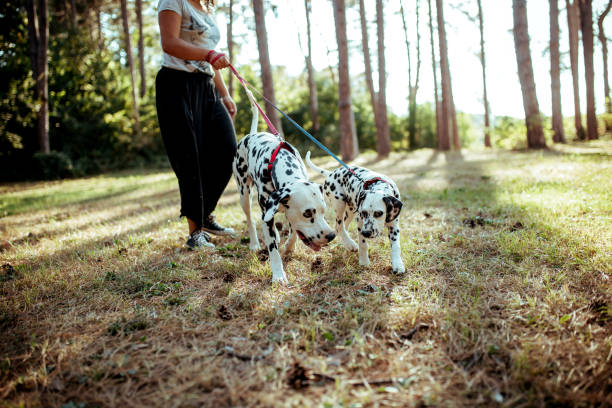 istock Dog walker with Dalmatian dogs 1177027393
