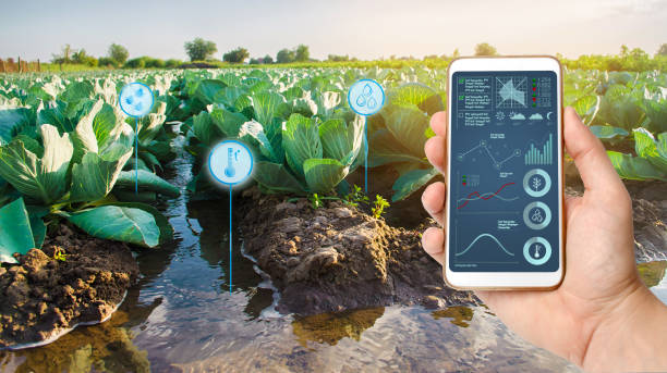 farmer holds a smartphone on a background of a field with a cabbage plantations. agricultural startup. automation and crop quality improvement. high technology, innovation. irrigation, watering - watering place imagens e fotografias de stock