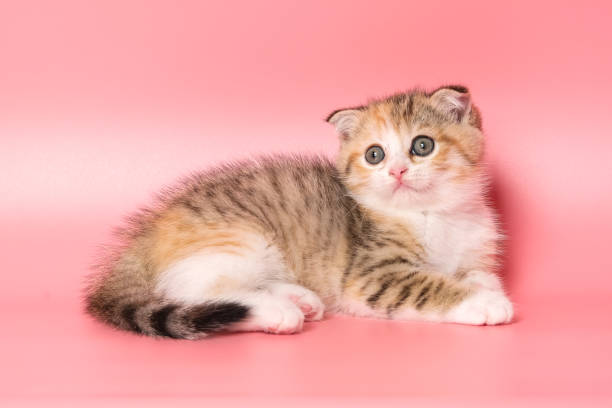 istock Many British Shorthair Cat funny 1177027865