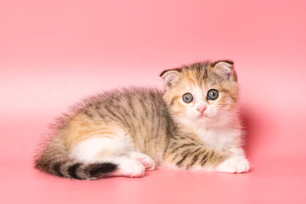 istock Many British Shorthair Cat funny 1177028278