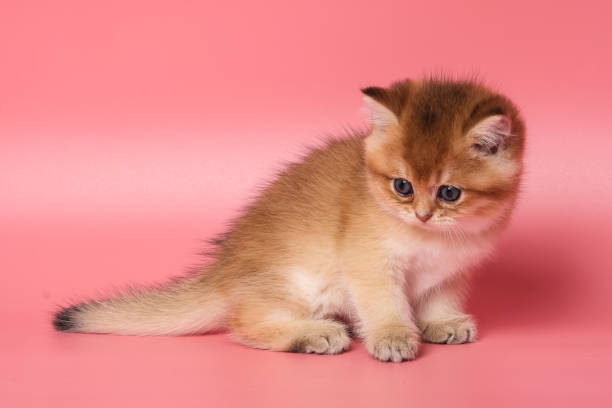 istock Many British Shorthair Cat funny 1177028946