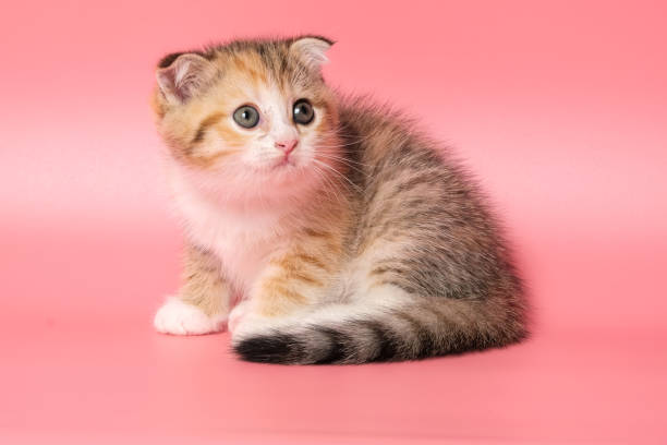 istock Many British Shorthair Cat funny 1177028964
