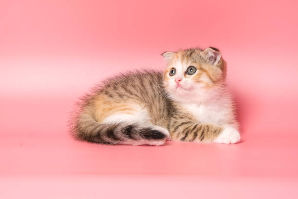 istock Many British Shorthair Cat funny 1177029011