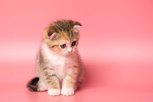 istock Many British Shorthair Cat funny 1177029143