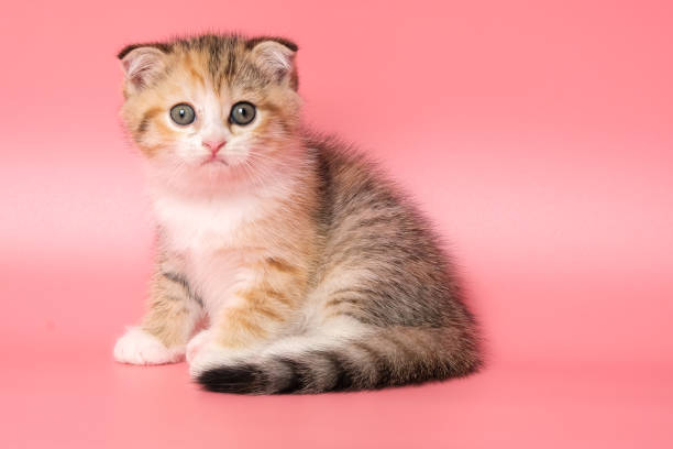 istock Many British Shorthair Cat funny 1177029462