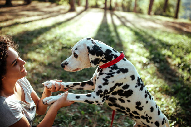 istock Dog walker with Dalmatian dogs 1177029584