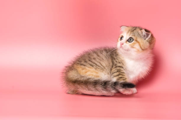 istock Many British Shorthair Cat funny 1177030076