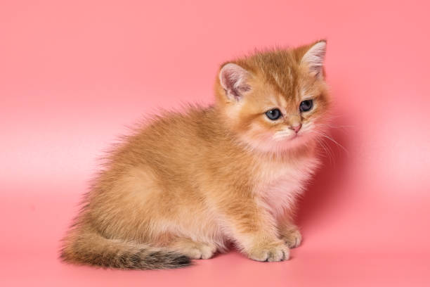istock Many British Shorthair Cat funny 1177031866