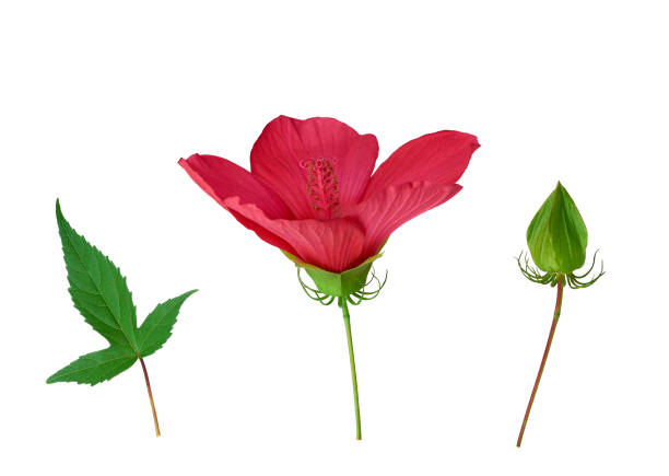 istock set of red blooming hibiscus bud, green leaf and unblown box 1177033256