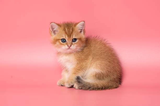 istock Many British Shorthair Cat funny 1177033374