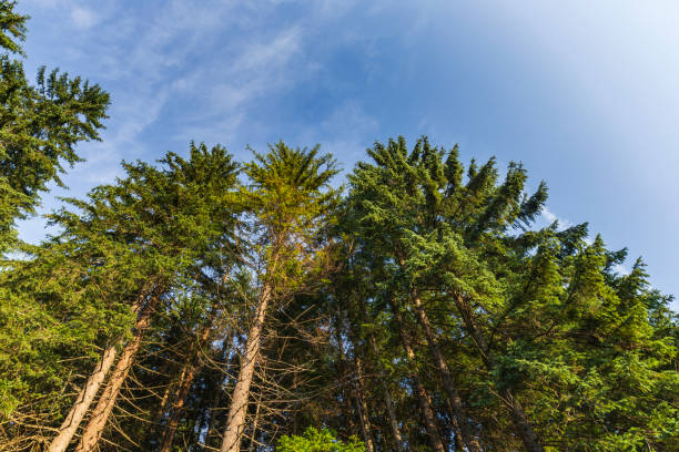 coniferous forest in the Tartar Mountains
