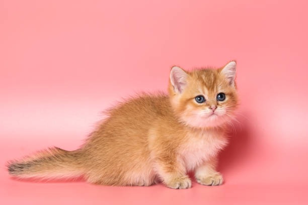 istock Many British Shorthair Cat funny 1177035037