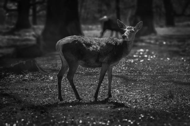 istock Deer family black and white fine art 1177035350