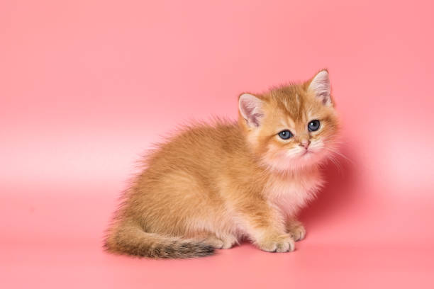 istock Many British Shorthair Cat funny 1177035660
