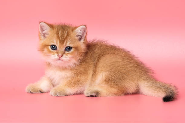istock Many British Shorthair Cat funny 1177035709