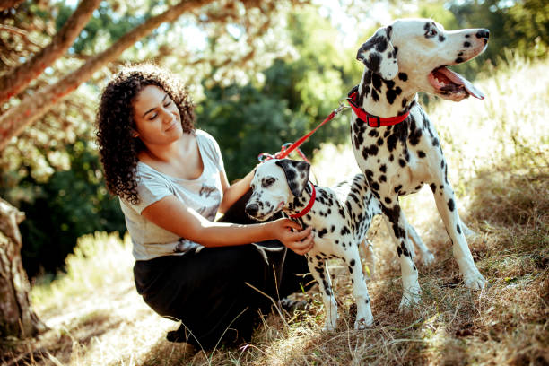 istock Dog walker with Dalmatian dogs 1177036521